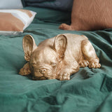 Sleeping Frenchie Puppy - Gold